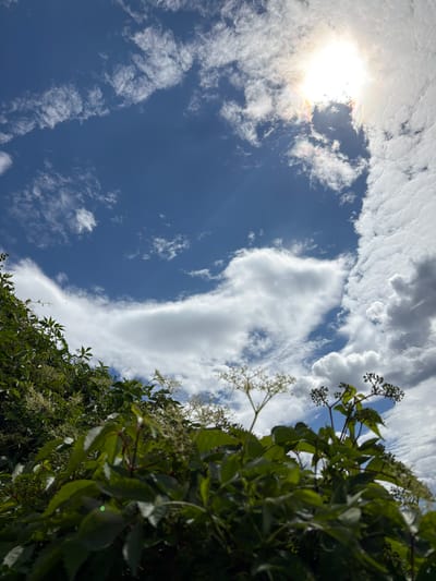 This is a close-up, low-angle shot of lush green foliage with a bright blue sky and scattered white clouds in the background. The sun is visible in the upper left quadrant, partially obscured by clouds, casting a bright light with some iridescent hues. The leaves are a vibrant green, and the plants appear to be in bloom with small white flowers and dark seed-like clusters. The perspective suggests the viewer is looking upwards from the ground, with the greenery dominating the foreground and right side of the frame.

The scene depicts an outdoor setting, likely a garden or natural area, during daylight. The clear blue sky and fluffy white clouds indicate fair weather. The sun's presence suggests it is daytime, likely mid-morning or afternoon. There are no people or specific objects visible, only the natural elements of plants, sky, and sun. The image conveys a sense of nature and brightness. No text is visible in the image. Based on the provided location context, the scene is set in Blagoveshchenskoe, Russia.