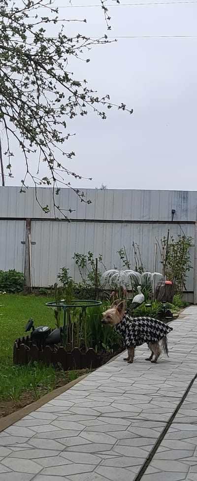 The scene, likely in Капань Снт, Russia, depicts a small dog wearing a black and white houndstooth coat standing near a flower bed alongside a tiled walkway. The flower bed features green foliage and a few blooming pink flowers. Decorative garden elements, including a white bird ornament, and what appears to be a metal garden hoop are also visible. A gray metal fence runs along the perimeter behind the flower bed. To the left, a tree with sparse foliage branches towards a gray sky. The tiled walkway extends away from the flower bed.