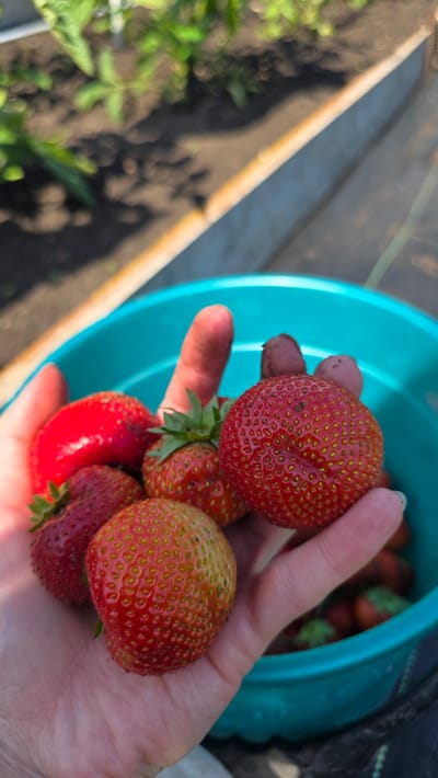 A person's hand, with visible dirt on their fingers, holds several ripe strawberries over a teal bucket. The strawberries are a vibrant red with small yellow seeds. In the background, blurred green foliage and dark soil suggest an outdoor setting, possibly a garden or farm. The image appears to be taken in Старошареево, Russia.