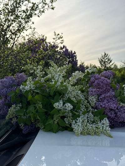 The image shows a bouquet of purple and white lilacs on the hood of a white car. The background features trees and a pale sky. The location is identified as Ленино, Russia. No people or actions are depicted.