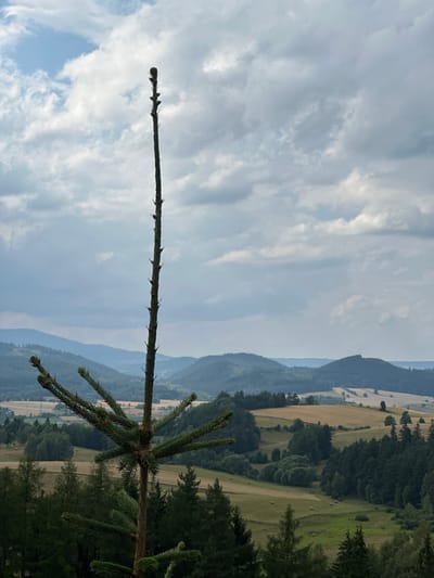 This is a vertical, medium-shot photograph taken from a high vantage point overlooking a rural landscape in Chełmsko Śląskie, Poland. In the foreground, a young fir tree is prominently positioned, its thin trunk extending upwards and its sparse branches reaching outwards. The tree is in focus, with its needles detailed.
The background reveals rolling hills covered in a patchwork of green forests and golden-brown fields, suggesting farmland. Some of the fields have visible hay bales. The landscape recedes into the distance, with multiple layers of hills, some appearing forested and others more bare, under a cloudy sky. The sky itself is filled with a mix of white and gray clouds, with patches of blue sky visible, indicating a partly cloudy day. The overall impression is one of a serene, natural environment, likely on the outskirts of or within a rural area. There are no people or animals visible in the frame.