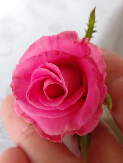 A close-up shot shows a pink rose being held by a hand. The rose is tightly furled with visible spiraling petals. A thorny green stem is also visible. The background is a light-colored, textured surface. The image was taken in Ертіс ауылдық округі, Kazakhstan.