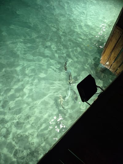 The image depicts a view of clear turquoise water, likely taken from a dock or overwater bungalow in Bodufolhudhoo, Maldives. Several fish are visible swimming in the water. A black rectangular object, potentially a light or piece of equipment, is suspended above the water. Parts of the wooden structure of the dock or bungalow are visible in the upper corners of the frame. The seabed is faintly visible through the clear water.