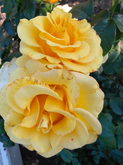 Two yellow roses are in full bloom, facing the viewer. The rose in the foreground is larger and more detailed, with its petals unfurling outwards. The second rose, positioned above and slightly behind the first, is also in bloom but less defined due to its distance. The roses are surrounded by dark green foliage, suggesting they are in a garden or natural setting. Some petals on the foreground rose show small reddish-brown spots and slightly browned edges, indicating natural signs of aging or minor damage. The lighting suggests it is daytime, possibly late morning or early afternoon, with soft light illuminating the petals. The background is out of focus, emphasizing the roses as the primary subjects. There are no people or specific man-made objects, other than what might be a hint of a white structure at the bottom left edge, possibly part of a planter or border. The overall impression is one of natural beauty and the vibrant color of the flowers.