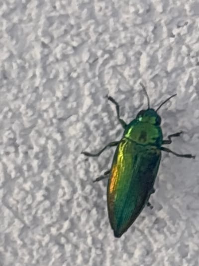 This is a close-up, slightly blurry photograph of a metallic green beetle. The beetle is positioned on a textured, off-white surface, possibly a wall. Its body is elongated and iridescent, displaying shades of green, yellow, and orange due to the light reflecting off its shell. The beetle has visible antennae and six legs, with several of them making contact with the textured surface. The image focuses on the beetle, with the background being out of focus, emphasizing the insect's form and color. The lighting appears to be natural, casting subtle shadows and highlighting the beetle's metallic sheen. There is no visible text in the image.