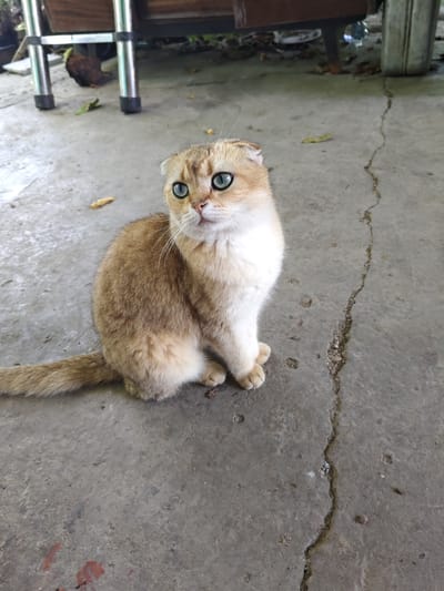 A golden Scottish Fold cat with striking blue eyes is sitting on a cracked concrete surface. The cat is facing left with its body angled towards the viewer. Its ears are folded forward, and its tail is extended to its left. In the background, a portion of a wooden structure with metal legs is visible, and scattered leaves lie on the ground. The scene appears to be outdoors, possibly in a courtyard or patio area, in Unarokovo, Russia.