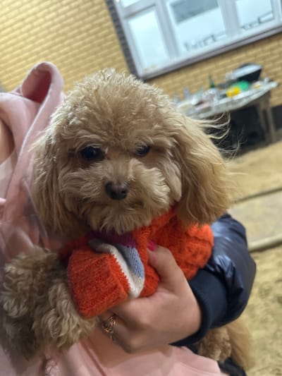 A tan poodle wearing an orange sweater with a white and light blue stripe is being held by a person wearing a pink shirt. The person's hand, with pink nail polish and a gold ring, is visible holding the dog's sweater. The person is also wearing a dark blue jacket. The background shows a window with white frames and a tan colored wall. The image appears to be taken indoors. The location of Слобода Старая, Russia is not discernible from the image.
