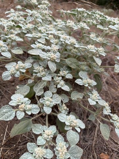 A close-up, eye-level, outdoor shot captures a patch of low-lying, fuzzy green plants with small, clustered white flowers, likely in Lake Forest, USA. The plants are covered in tiny water droplets, suggesting recent rain or dew. The background is blurred, showing dry, brown soil and dead grass. The overall impression is one of delicate, natural beauty in an arid or semi-arid environment.