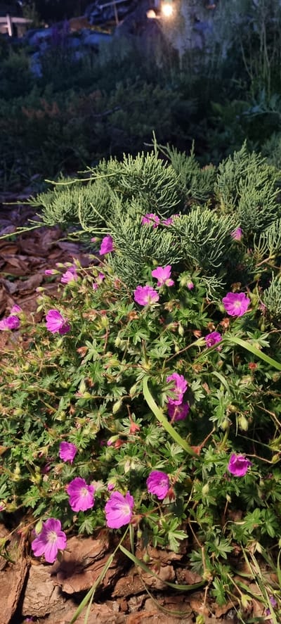 The image displays a close-up of a garden bed featuring a mix of plants. On the left, the feathery, green foliage of a conifer, possibly a cypress or juniper, dominates. Interspersed with the conifer's branches are small, vibrant pink flowers with delicate petals. These flowers, possibly a variety of Geranium, are scattered throughout the mid-ground and right side of the image. The flowers have five petals, with some showing darker veins. The plant foliage is a rich green, with some stems exhibiting a reddish hue. The background to the right consists of rough, textured tree bark, suggesting the plants are growing near a tree or a wooden structure. A few blades of grass are also visible, adding to the natural setting. The lighting suggests it is either dusk or dawn, or the area is shaded, as there is a soft, warm light source visible in the upper left corner of the image. The overall impression is one of a tranquil, natural garden scene. There is no visible text. The location context is Barvikha, Russia.