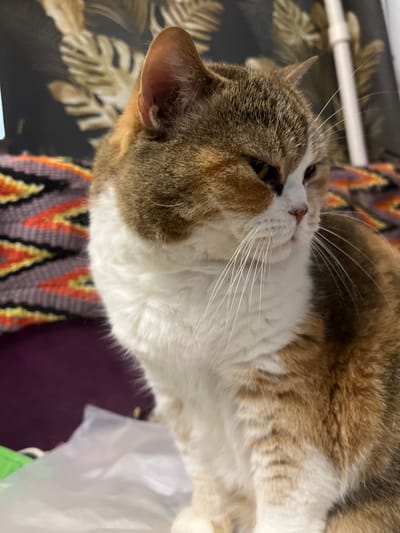 A calico cat is positioned on its side, facing right, with its head turned towards the viewer. The cat has white fur on its chest and face, with patches of brown and orange fur on its head and back. Its eyes are partially closed, and its whiskers are prominent. The background is blurred, but appears to be an indoor setting with a patterned blanket or fabric behind the cat. There is a white object in the lower right corner that could be a plastic bag. There are no people visible in the image. The location in the city of Калинино, Russia is not determinable from the image.