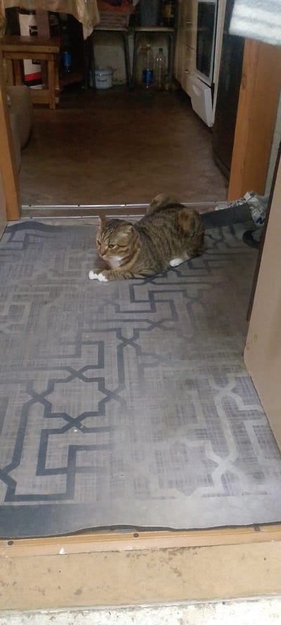 A tabby cat with white paws is lying on a patterned rug in what appears to be a dimly lit entryway. The rug has a dark geometric design on a lighter gray background. The cat is looking to its left, with its body angled slightly. Behind the cat, the floor transitions to a darker material. In the background, the scene is out of focus, showing what looks like a kitchen or storage area with shelves, containers, and furniture. The image does not provide any specific landmarks or details to indicate a location in Ridder, Kazakhstan.