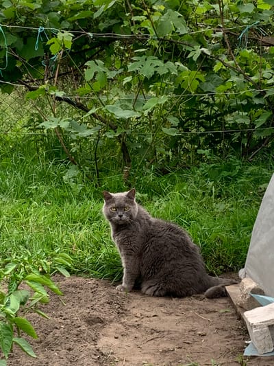 An adult, medium-haired, grey domestic cat is sitting on bare earth in a garden. The cat is facing the viewer with its head tilted slightly to the left. Its fur appears somewhat disheveled. Behind the cat, there is a dense area of green grass, and further back, a tangle of green vines and leaves, possibly a vineyard, supported by a wire trellis. In the lower left corner, a small green plant with broad leaves is visible. To the right of the cat, a portion of a light-colored, possibly concrete structure is partially visible, along with some rough-hewn stones or blocks. The overall setting appears to be a rural or suburban garden area. The location is identified as Орлеўскі сельскі Савет, Belarus.