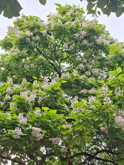 The image shows a dense canopy of a flowering tree, likely a Catalpa, in Galabovo, Bulgaria. The tree is laden with numerous clusters of small, white flowers tinged with purple, interspersed with large, bright green leaves. The sky is overcast and visible through the foliage in some areas. The branches are dark and sturdy, forming a complex network. No people are visible in the scene.