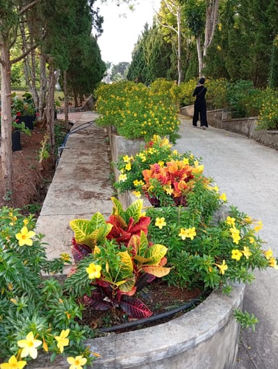 A photograph captures a scene along a concrete pathway in a garden, likely in Phu An, Vietnam. The pathway, slightly curved, is bordered by raised concrete planters filled with vibrant yellow flowering plants and ornamental bushes with red and yellow variegated leaves. The plants are meticulously arranged, suggesting a well-maintained garden.
To the left of the path, a lower level shows a dirt area with trees and some black netting or containers. A thin blue hose runs along the concrete edge of the path. On the right side, the path is lined with dense hedges of similar yellow flowering plants and taller evergreen trees.
A person dressed in black, with their back to the camera, walks along the path in the distance. Their actions are not discernible, though they appear to be carrying a bag over their shoulder. The overall lighting suggests daytime.