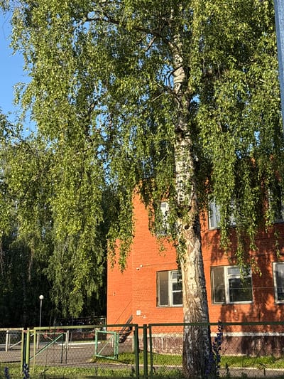 The image depicts a bright, sunny day in Sarov, Russia, with a prominent birch tree in the foreground. The tree has a distinctive white, textured bark and its branches, laden with vibrant green leaves, partially obscure the view of a two-story, red brick building behind it. The building has several windows, some with white frames, and an external metal staircase can be seen on the right side of the building. In front of the building, a green metal fence encloses an area with grass and some flowering plants at the base of the fence. A lamppost is visible in the background. The scene appears to be a residential or educational area, possibly a courtyard or park.