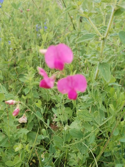 A close-up, eye-level shot captures a meadow filled with green foliage and several vibrant pink flowers. The flowers, likely sweet peas due to their distinctive shape, are the primary subjects, with three prominent blooms in focus. One large, bright pink flower is positioned in the upper-middle of the frame, slightly to the left. Another, slightly smaller, is to its right and lower, with its petals unfurling. A third, smaller pink flower is visible in the lower-middle of the image, partially obscured by leaves. Several other smaller buds and wilting flowers, some pink and some a lighter, dried hue, are scattered throughout the scene, suggesting a natural growth environment. The background is a dense tapestry of green leaves, stems, and grass, with hints of other smaller, less distinct flowers, possibly blue, visible in the deeper background. The overall lighting suggests it is daytime, possibly overcast or late afternoon, as there are no harsh shadows. The focus is sharpest on the main pink flowers and the surrounding leaves, with the background softly blurred, creating a sense of depth. The setting is a wild meadow, indicative of a natural, uncultivated landscape. No people or text are visible. The image evokes a feeling of natural beauty and tranquility. The location context of Chebarkul', Russia, suggests a temperate climate environment where such wildflowers would flourish during the warmer months.