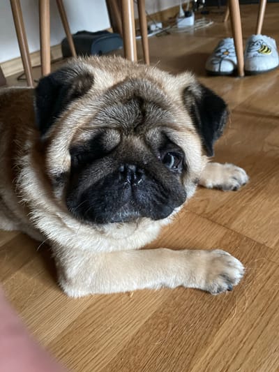 A fawn-colored pug dog is lying on a wooden floor. The dog's face is close to the camera, with its eyes looking slightly to the right. The dog's ears are black. In the background, there are legs of chairs, a black object, and a pair of slippers with a bee and a flower design. There are also some wires on the floor in the background. The scene appears to be indoors, possibly in a home in Lütjenwestedt, Germany.