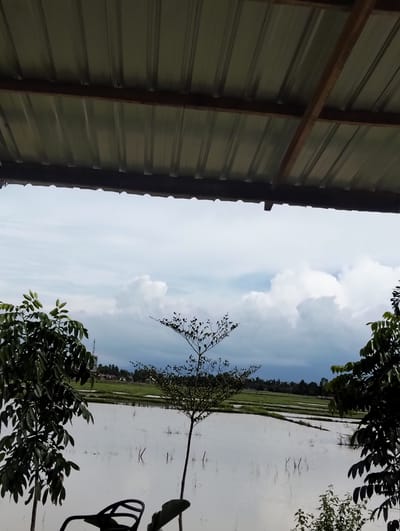 The image captures a view of a flooded rice paddy field under a cloudy sky in Meunasahmee, Indonesia. In the foreground, a dark-colored chair is partially visible, along with the leafy branches of two trees on either side. A thin, sapling-like tree stands in the middle of the frame, its delicate branches reaching upwards. The rice paddy itself is a vast expanse of reflective water, with rows of planting stakes visible just beneath the surface, indicating that the rice may have been recently planted or is in a growth stage. In the distance, a line of trees and some buildings are discernible. The sky is filled with large, white cumulus clouds against a lighter blue background, suggesting an overcast or partially cloudy day. The corrugated metal roof of a shelter is visible at the top of the frame, suggesting the photo was taken from a covered outdoor area.