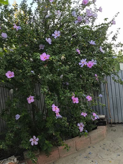 A bush with numerous pink and purple hibiscus flowers and green leaves is visible. A grey corrugated metal fence stands behind the bush, with a dirt ground in front. A brick border runs along the bottom of the image. The scene is located in Yuzhno-Sukhokumsk, Russia.