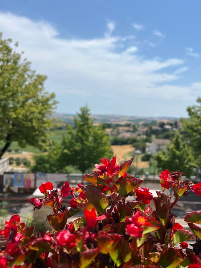The image is a close-up shot of bright red flowers with green and brown leaves, likely begonia flowers. The flowers are in sharp focus and dominate the right side of the frame. In the background, a blurred landscape unfolds, featuring rolling green hills dotted with buildings and trees, suggesting a rural or semi-rural setting. The sky above is blue with white, wispy clouds. The lighting indicates it is daytime, likely midday or afternoon, with bright sunlight casting shadows. The scene appears to be outdoors, possibly on a balcony or in a garden, given the presence of the flowers in a planter. The overall mood is bright and natural. The location is identified as Barbara, Italy. No people or text are visible in the image.