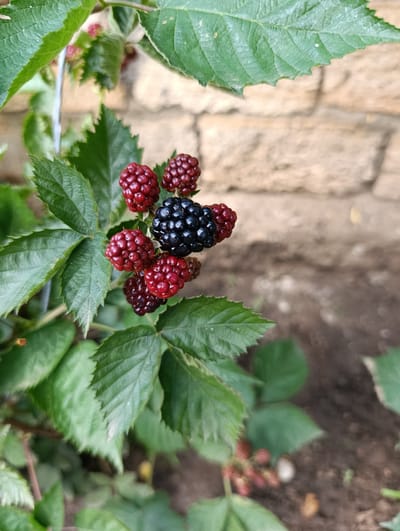 The image displays a close-up view of a blackberry bush with several ripe blackberries and unripe berries against a blurred background of a stone wall and soil. The focus is on a cluster of blackberries, with one fully ripe black berry at the center surrounded by several reddish-purple berries that appear to be in various stages of ripening. Green leaves with serrated edges form a backdrop for the berries. The lighting suggests it is daytime, possibly outdoors. The exact location in Krasnosilka, Ukraine, cannot be determined from the visual information alone.
