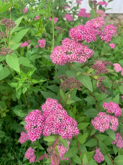 The image is a close-up, eye-level shot of a dense bush with numerous clusters of small, bright pink flowers and green leaves. Some flower buds are visible as small, reddish-brown clusters. The foliage is lush and green, with some leaves showing subtle variations in color and texture. The background is blurred and consists of more greenery and a hint of a white structure, possibly a fence or building. The lighting suggests it is daytime, with natural light illuminating the scene. The image appears to be taken outdoors, likely in a garden or natural setting within the city of Kavalerovo, Russia. There are no people or animals present in the image.