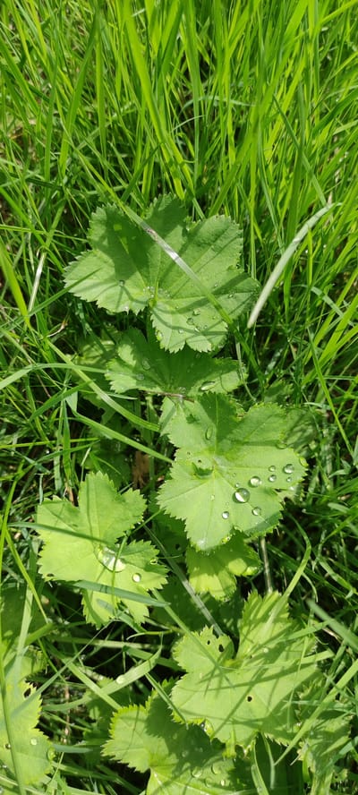 A close-up, vertical shot captures lush green grass and several serrated, palmate leaves adorned with water droplets. The leaves are arranged in a cluster towards the bottom of the frame, with some showing signs of minor damage, such as small holes. The grass is vibrant green and appears somewhat damp, suggesting it may have rained recently. Sunlight filters through the foliage, creating subtle shadows and highlights on the leaves and grass. The overall scene is one of natural outdoor beauty.