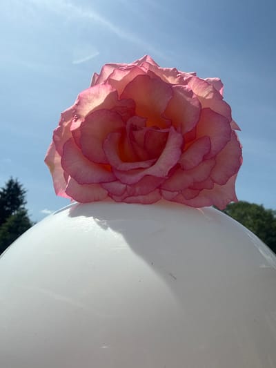 A close-up, upward-facing shot shows a single, light pink rose with ruffled petals, its delicate edges tinged with a darker pink. The rose is positioned atop a smooth, white, spherical object, which appears to be a garden ornament or a lamppost head. The background is a bright blue sky with thin, wispy white clouds and a hint of sunlight filtering through. In the lower left and right corners, the dark green foliage of trees can be seen, suggesting an outdoor setting, possibly a park or garden in Hraniv, Ukraine. The lighting indicates it is daytime.