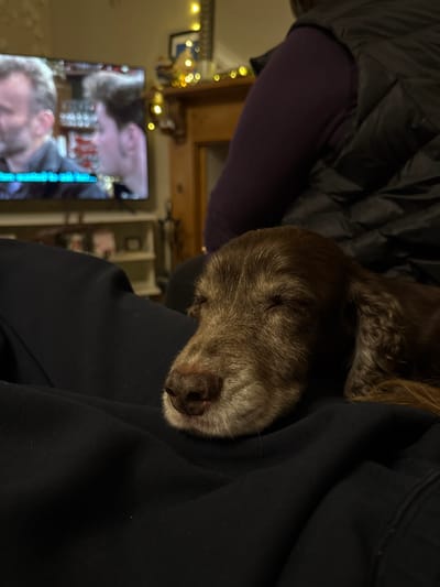 A brown Cocker Spaniel puppy sleeps peacefully. Its head rests on a person’s black shirt. Part of a down jacket is visible behind the dog. A television screen in the background shows a partial image of a man's face. String lights are out of focus above the television. A wooden window frame is visible in the background as well.
