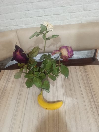 A bunch of roses, one white and two with purple and cream colored petals, are in a glass vase on a wooden table. A yellow banana hangs from one of the rose stems. The table is in front of a beige couch, which is in front of a white brick wall. The scene is indoors, likely in a home. The location in the city of Dokshytsy, Belarus is not indicated.