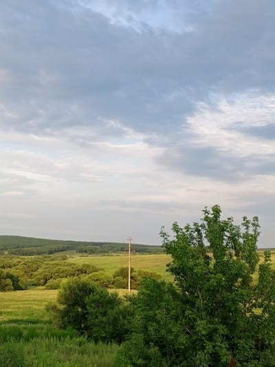 The image depicts a rural landscape with rolling hills covered in green vegetation. In the foreground, a large, leafy green tree dominates the right side of the frame. Behind it, a patchwork of fields unfolds, some appearing to be cultivated with distinct rows, others a more uniform green. A solitary utility pole with wires stands in the middle ground, indicating the presence of infrastructure. The background features a dense line of trees forming a dark green barrier against the horizon. The sky above is partly cloudy, with streaks of gray and white clouds against a pale blue backdrop. The lighting suggests it is either early morning or late afternoon. The scene is set in Nekruglovo, Russia.