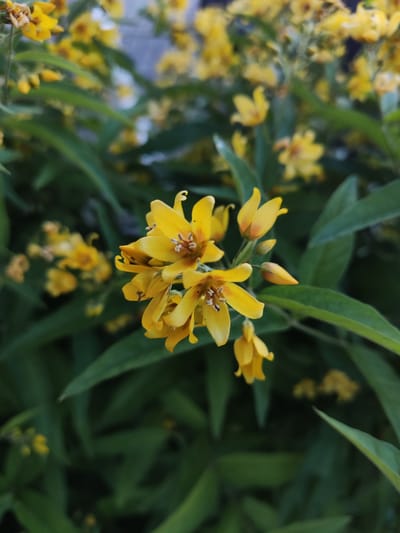 A close-up, vertical shot features a cluster of vibrant yellow flowers with green leaves in the background. The flowers have a star-like shape with multiple pointed petals, some with a slightly darker, reddish-brown center. A few smaller buds are also visible, one partially open and another closed. The background is filled with a bokeh effect of more yellow flowers and blurred green foliage, suggesting a garden or natural setting. The lighting appears soft, indicating it might be daytime, possibly morning or late afternoon, with overcast weather. No people, text, or specific location cues are visible within the frame. The overall impression is one of natural beauty and growth.