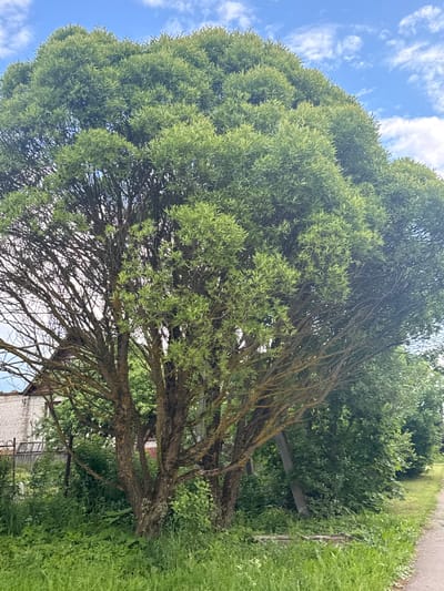 The image captures a large, leafy tree in Kommolovo, Russia, under a partly cloudy blue sky. The tree dominates the frame with its dense green foliage and gnarled branches. To the left, a brick building with a white facade is partially visible, adjacent to a metal fence. A dirt path runs along the right side of the image, bordered by lush green grass and other vegetation. The scene appears to be a quiet, outdoor setting, likely in a rural or suburban area. There are no people or animals visible in the image.
