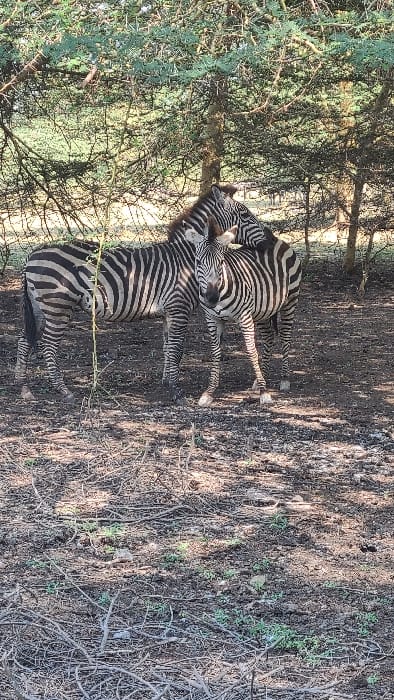 Two Plains zebras stand beneath sparse trees in a dry, natural area of Mto wa Mbu, Tanzania. The zebra on the left stands with its body largely perpendicular to the viewer, its head partially obscured by the second animal. The zebra on the right faces the viewer, its head resting on the back of the left zebra. Both animals exhibit distinct black and white stripes. The ground is composed of dark, dry earth with scattered leaf litter, small branches, and isolated patches of green vegetation. Dappled sunlight filters through the overhead canopy of thin-branched trees with sparse green foliage.