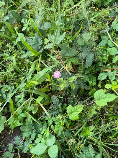 The image is an overhead, close-up shot of dense green vegetation. The scene is a natural setting, likely outdoors, with a variety of plants, including grasses, broad-leafed plants, and smaller, feathery-leafed plants that appear to be Mimosa pudica (also known as sensitive plants). Water droplets are visible on many of the leaves, suggesting dew or recent rain, and implying a humid or wet environment. The lighting is diffused, indicating an overcast day or perhaps early morning or late afternoon. No people or man-made objects are visible. The overall impression is one of lush, untamed growth. The location context provided is Meteseh, Indonesia, which is consistent with a tropical or subtropical climate where such dense vegetation would be common. The image is entirely focused on the plant life, with a single, small, pink, pom-pom-shaped flower standing out amidst the greenery. There is no visible text in the image.