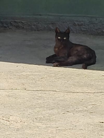 A dark-colored cat is lying on a paved surface. The cat has bright white eyes that are reflecting light. The background consists of a textured wall and a green, out-of-focus area. The scene appears to be outdoors.