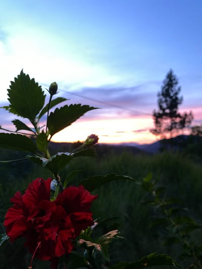 The image shows a close-up of a red hibiscus flower and buds in the foreground, with a landscape view in the background. The sky is transitioning from blue at the top to orange and pink towards the horizon, indicating either sunrise or sunset. A dark silhouette of a tree or shrub is visible in the middle distance. The flower is fully bloomed with detailed petals and stands out against the blurred background. The image has been rotated to place the sky vertically along the left side. There is no evidence of the location being in the city of Sosial, Indonesia.