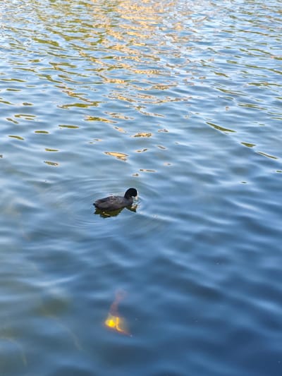 A single black coot is swimming in the blue water of a pond or lake. The coot is positioned in the lower left quadrant of the image, facing to the right. Its head is black with a white patch on its beak, and its body is dark gray. The water is rippled, reflecting the golden light of the sun from above, creating streaks of yellow and orange on the surface. The environment appears to be outdoors, likely in a park or natural setting within the city of Tilburg, Netherlands. No people are visible in the image.