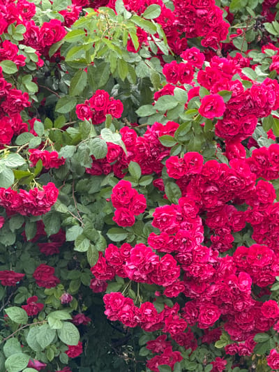 The image shows a dense cluster of vibrant pink roses with lush green foliage. The roses appear to be in full bloom, with many tightly packed blossoms and some individual flowers showing their intricate petal structures. The leaves are a deep green, some with visible water droplets, suggesting recent rain or dew. The overall impression is one of abundant natural beauty, characteristic of a garden or a well-maintained rose bush. There are no people or man-made objects clearly visible in the frame, emphasizing the natural focus of the scene. This imagery is consistent with the flora found in various locations, including the city of Rossosh, Russia, where rose cultivation is common.