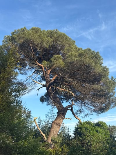The image depicts a large, mature tree with a broad, dense canopy, likely a pine or similar evergreen species. The tree's trunk is thick and curves prominently, with several large branches extending outwards. Some branches are bare, while others are covered in green foliage. The tree is positioned against a blue sky with scattered clouds. Surrounding the base of the tree are other trees and shrubbery, creating a dense undergrowth. The image is taken from a low angle, looking upwards at the tree. The location in the city of Tsanbaikwara, Abkhazia, is not discernible from the image alone.