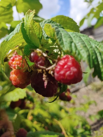 This is a close-up, vertical, eye-level shot of a raspberry bush laden with ripe berries. The focus is on a cluster of red raspberries, some lighter and appearing more unripe, others a deep, rich red. The berries are plump and textured, with the individual drupelets clearly visible. They are attached to thin stems, some with green leaves partially obscuring them.
The background is softly blurred, showcasing more of the green foliage of the raspberry bush and hints of the sky above, which appears to be a bright blue with some scattered white clouds. The overall impression is one of a sunny day, likely late summer or early autumn, given the ripeness of the fruit. There are no people visible in the frame. The setting is a garden or outdoor space, with a suggestion of a fence or wall in the far background, rendered in soft focus. The sunlight creates highlights on the leaves and berries, suggesting it is daytime. No text is visible in the image. The mood is peaceful and natural, highlighting the bounty of the harvest. The location context is Saksahan, Ukraine.