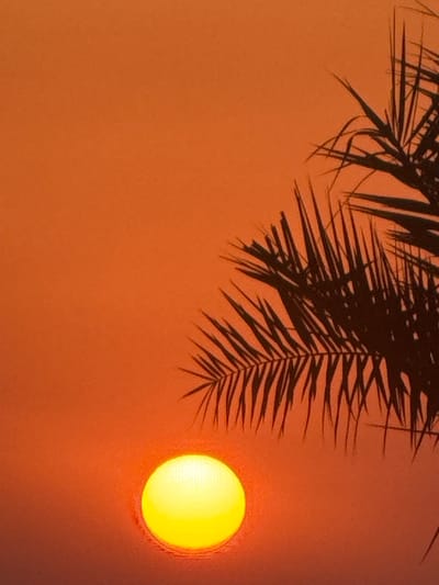 The image shows a close-up of a palm frond silhouetted against an orange sky during sunset. The sun, a bright yellow disc, is partially visible in the lower left corner. The scene evokes a tropical or desert environment, consistent with locations like Ras Al-Khaimah in the United Arab Emirates, known for its coastal and desert landscapes and dramatic sunsets. There are no people or specific city landmarks visible.