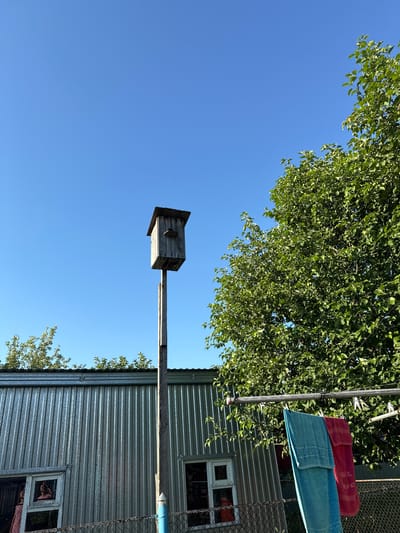A low-angle, vertical outdoor shot captures a clear, bright blue sky above a scene of rural life. In the center, a tall, weathered wooden birdhouse sits atop a pole, its roof angled against the sun. To the right, a large, leafy green tree dominates the frame, its branches reaching towards the sky. Below, a corrugated metal building runs across the lower portion of the image. Two windows are visible on the building's facade, one showing a partial view of a person. In the foreground, a clothesline stretches across, displaying two colorful towels – one blue and one red – suspended by clothespins. A chain-link fence runs along the bottom edge of the image, separating the viewer from the building and clothesline. The scene suggests a sunny day in a somewhat rustic setting.