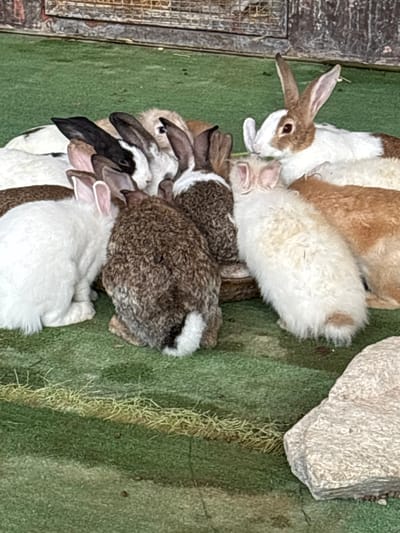 A group of rabbits are gathered around a feeding bowl on a green artificial turf surface, near a rustic wooden structure with wire mesh. The rabbits are of various colors and breeds, including white, brown and white, black, and a fluffy cream-colored rabbit. Some of the rabbits are actively eating from the bowl, while others are resting or observing. The scene appears to be an enclosure or pen for rabbits, possibly at a petting zoo or farm. The lighting suggests it is daytime, and the overall impression is one of a peaceful and communal gathering of animals. The presence of a large stone in the foreground and the worn wooden structure in the background provide context for the environment. The location of this scene is in Nong Prue, Thailand.
