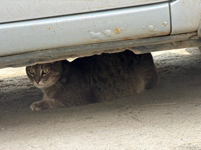 A tabby cat with green eyes is hiding under a silver car. The car appears to be parked on a gravelly surface. The lower panel of the car shows signs of rust and wear. The cat is alert and looking towards the camera, with one paw tucked underneath its body and the other extended slightly. The scene is likely outdoors in a city environment, potentially in Zarechny, Russia, given the context provided.