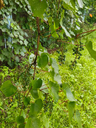 A close-up, vertical outdoor shot shows unripe green grapes growing on a vine. The grapes are small and clustered on stems, with some leaves also visible. The background is out of focus, revealing more green foliage and grass, with a hint of a blue structure on the left side of the frame, possibly a fence or post. The lighting suggests it is daytime, possibly overcast or in a shaded area. The image does not contain any people or any indication of the city of Konstantinovka, Russia.