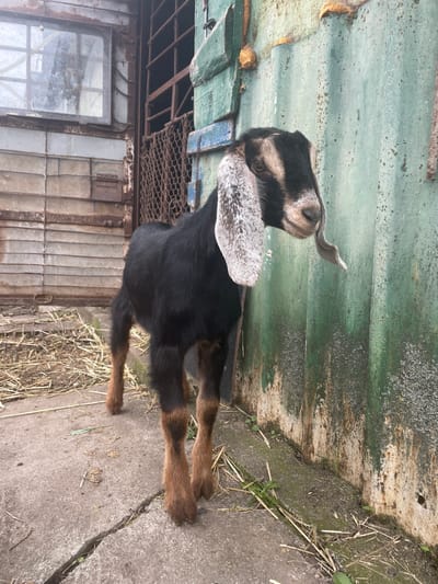 A medium shot captures a goat standing on a concrete surface against a weathered building in Aprilovo, Bulgaria. The goat is predominantly black, with brown legs and speckled white and grey ears. Its head is turned upward toward the upper left corner of the frame. The building behind the goat is a mix of decaying materials, including corrugated metal painted green, rusted metal framing, and broken windows with missing or damaged panes. Straw or dried vegetation is scattered on the concrete and around the base of the building. The overall environment appears rural or agricultural.
