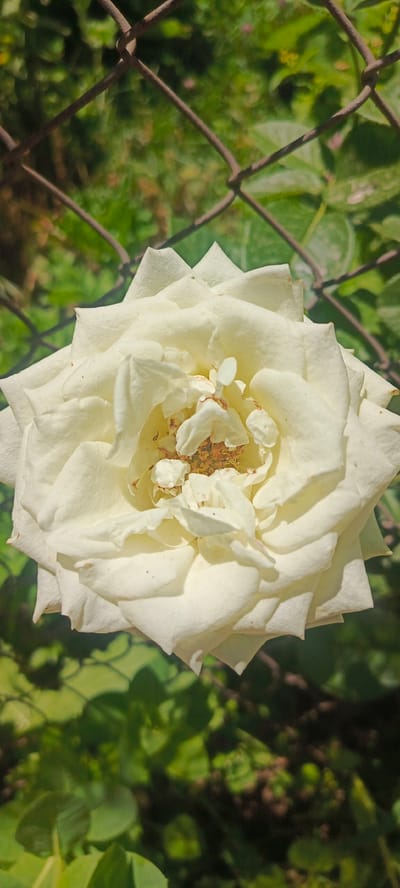 A close-up, vertical, eye-level shot features a white rose in full bloom. The rose is the central subject, with its petals unfurling in layered, intricate patterns. The center of the rose exhibits a cluster of stamens, some appearing slightly wilted or dried. The petals are a creamy white, with subtle hints of yellow and brown discoloration on some edges and towards the center. A rusty metal wire fence is visible in the background, diagonally crossing the frame from top left to top right, and again from bottom left to bottom right, obscuring parts of the environment. Behind the fence, out-of-focus green foliage suggests a garden setting. The lighting indicates it is daytime, casting soft shadows on the rose petals. The scene appears to be in a garden in Sanobod, Tajikistan, an area known for its natural beauty and agricultural landscapes.