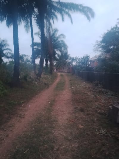 A dirt road stretches into the distance, lined with tall palm trees on the left and a concrete fence on the right. Lush greenery flanks the road, with glimpses of a building visible beyond the fence. The sky is overcast, casting a soft light on the scene. The road appears to be seldom used, with patches of grass growing between the tire tracks. A sense of tranquility permeates the image.
