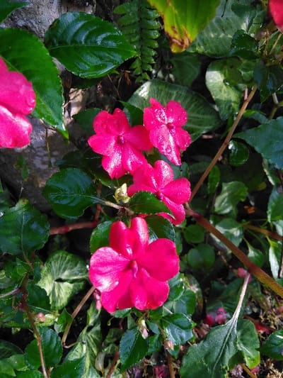 The image displays a close-up, vertical orientation of vibrant fuchsia-pink flowers and green foliage in Mouangkeo, Laos. Five primary flowers, likely Impatiens, are prominently featured, exhibiting five distinct petals and small water droplets on their surfaces. The flowers are interspersed among a dense arrangement of wet, glossy green leaves, including broad, dark green leaves of the flowering plant, fern-like fronds in the upper left, and variegated leaves with lighter patterns in the lower central area. Thin, reddish-brown stems are visible supporting the plant structures. The background consists of out-of-focus darker green foliage, indicating a lush outdoor environment. No human subjects or man-made objects are present. Natural lighting illuminates the scene, highlighting the moisture on the plant surfaces.